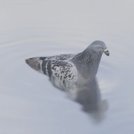 Quack