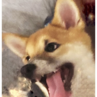 Vampire__