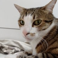 FatCatMC