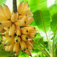AbsoluteBananas