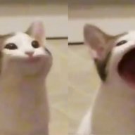 scylaa