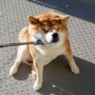 Fat_Dog.png